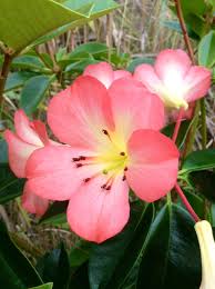 Tropical Rhododendron Big Island Of Hawaii Hawaiian Flowers Hawaii Island Big Island Hawaii