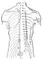 Musclesm in the upper human back. Human Back Wikipedia