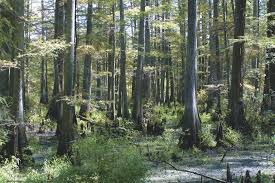Image result for Taxodium