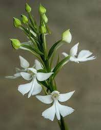 Image result for Habenaria dregeana