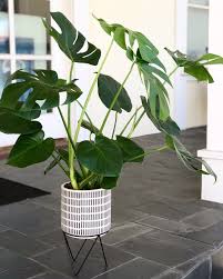 Monstera deliciosa care is easier than you think! Monstera Deliciosa On Stand In Monrovia Ca Aquarela Gifts Flowers