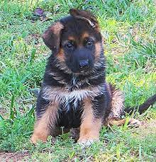 We did not find results for: German Shepherd Puppies Nc Creekwood Acres