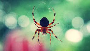 Since they can easily be found in homes, orb spider bites may be thought to be dangerous to humans. Are Barn Spiders Poisonous Hobby Farms