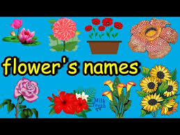 Learn these shoe types to improve and increase your vocabulary words in english. Video Learn Flower Names