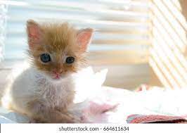 Newborn Kitty New Born Baby Cat Stock Photo 664611634 Shutterstock
