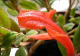 But, there are some plants that can handle them, and some tactics you can deploy to make your life easier. Goldfish Plant Care Tips To Grow A Columnea Gloriosa Bigboyplants