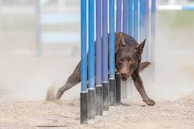 Kitchen equipment australian kelpie breeders. Australian Kelpie Dog Breed Information American Kennel Club