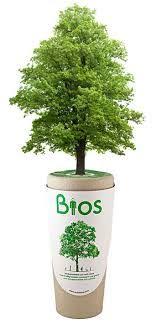 State or federal lands with the land overseer's permission each option has upsides and downsides; Bios Urn Will Turn You Into A Tree After You Die