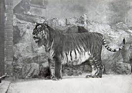 Surviving Development And Growth Extinct Animals Caspian Tiger Extinct Tigers
