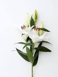 Maybe you would like to learn more about one of these? Die Lilie Die Perfekte Kandidatin Fur Einen Brautstrauss Toll Was Blumen Machen