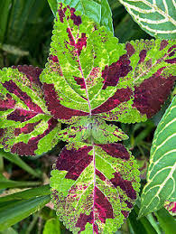 Image result for Coleus scutellarioides