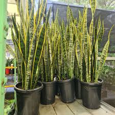 Image result for Sansevieria trifasciata
