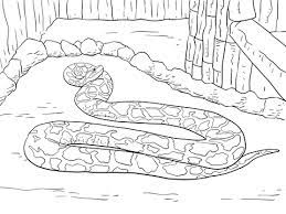 burmese python coloring page free printable pages coloriage feuilles