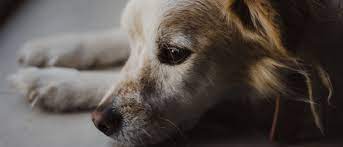 Perhaps he used to love going for walks. The Cost Of Putting A Dog To Sleep Cloud 9 Vets