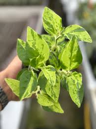 Image result for Agelanthus lugardii