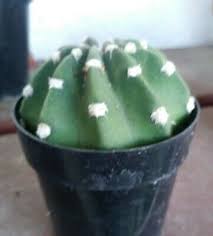 Polyancistra, echinopsis polyancistra, pseudolobivia pelecyrhachis, pseudolobivia leucorhodantha, pseudolobivia kratochviliana, echinopsis ancistrophora var. Cactus Echinopsis Subdenudata Domino Enviado En Una Olla Grande De 2 5 Flores Blancas Ebay