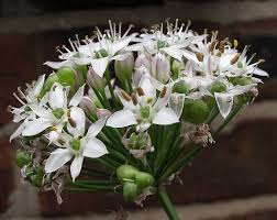 Image result for Alliaceae