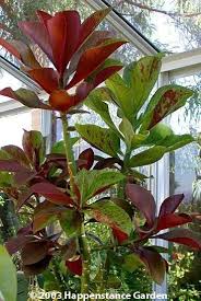 Image result for Euphorbia grantii