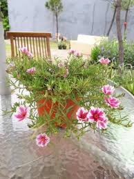 Jual bibit bunga pentris — bagi kalangan pecinta bibit bunga, tanaman bibit bunga pentris ini mungkin sudah tidak asing lagi. Bibit Krokot Hias Bunga Krokot Hias Bibit Tanaman Berkebun Hobi Koleksi Bukalapak Com Inkuiri Com