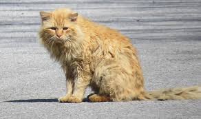 We did not find results for: Spay Neuter Services In Ky