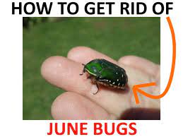 Pin By Ann Coffman On Plant Tips June Bug Getting Rid Of Japanese Beetles June Bug Repellent