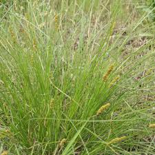 Image result for Carex angolensis