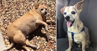 Image result for chihuahua big obesity