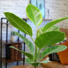 Image result for Ficus variifolia