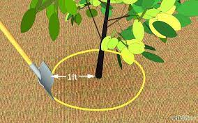 Transplant your tree in the fall or spring. How To Transplant A Young Tree Tree Transplanting Small Fruit Trees Trees To Plant