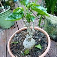 Image result for Ipomoea albivenia