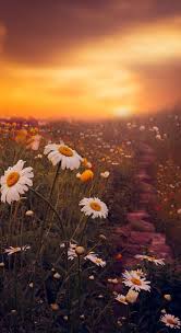 Chamomile In Sunset Wallpaper Iphone Android Sunset Wallpaper Beautiful Wallpapers Cellphone Wallpaper