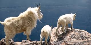 Image result for herd of mountain goats
