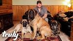 Mastiff Puppies For Sale - AKC PuppyFinder