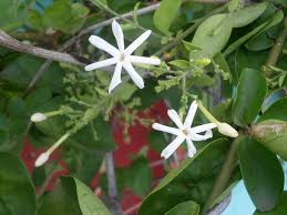 Image result for Jasminum grandiflorum