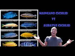 The maingano tends to be a bit smaller than johannis too. Auratus Cichlid Or Maingano Cichlid Which Is The Better Keep Youtube