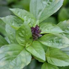 Maybe you would like to learn more about one of these? 10 Garden Basil Varieties Finegardening