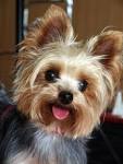 How Much Does A Yorkie Puppy Cost? Yorkshire Terrier Price ...