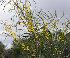 Image result for Acacia lasiopetala