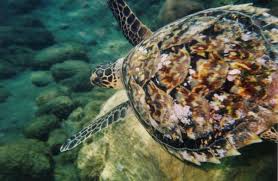 Hawksbill Sea Turtles Pesquisa Google