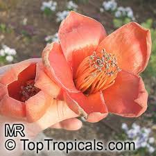 See more ideas about holiday season, beautiful decor, cotton clouds. Bombax Ceiba Salmalia Malabarica Bombax Malabaricum Kapok Tree Silk Cotton Tree Toptropicals Com