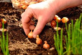 Planter Les Oignons Gamm Vert