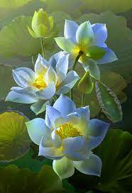 Lotus flower mmm's everything is possible. Pin By Hatice Tuncel On Flores Flowers Lotus Flower Wallpaper Flower Pictures Flowers Photography