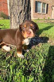 Browse thru thousands of dogs for adoption near in usa area, listed by dog rescue organizations and. 5 Precious Puppies To Adopt Now In New York City