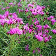 Image result for Vernonia rosenii