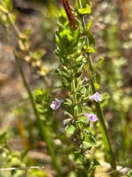 Image result for Micromeria imbricata