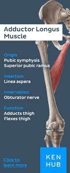 Hip Adductors Anatomie Physiotherapie Medizin