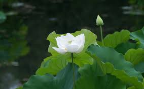 The magnolia flower meaning is attached with the tattoos that symbolize strength can take many forms, from religious symbols and animals to flowers and phrases. White Lotus Flower Meaning And Symbolism Mythologian