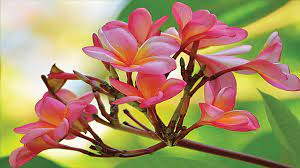 Flora identitas provinsi di indonesia Flower Of Cambodia To Beautify Our Beautiful Home Page Steemit