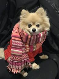 Cute Pomeranian In Scarf Ready For Winter In The Snow Meet Henry Cute Pomeranian Pomeranian Puppy Cute Animal Pictures