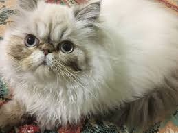 Adam Eve Hira Alice Alvin Exotic Shorthair Persian Cat Panosundaki Pin